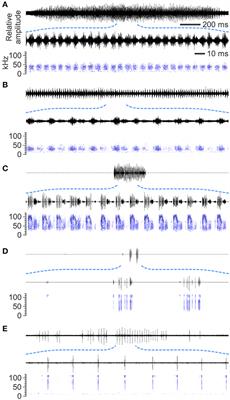 Loudness–Duration Tradeoff in Ultrasonic Courtship Songs of Moths